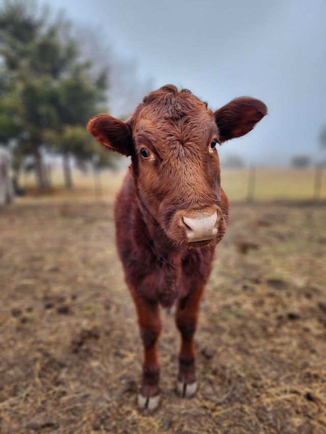 Hillcreek Market photo 15