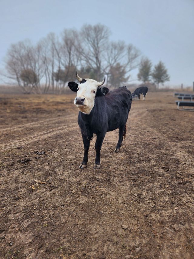 Hillcreek Market photo 19