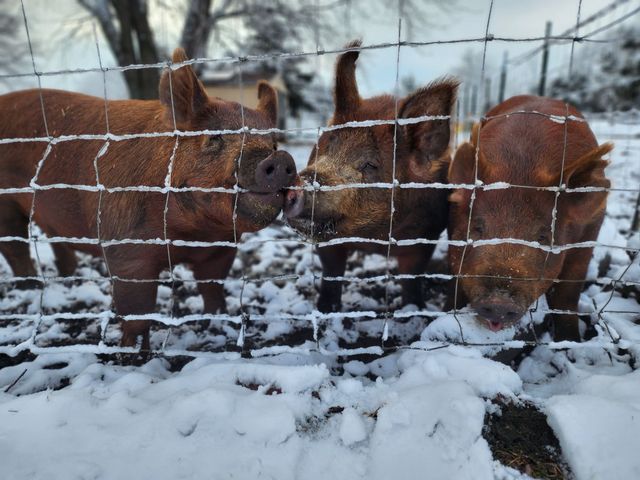 Hillcreek Market photo 3