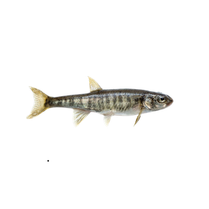A small fish is swimming on a white background.