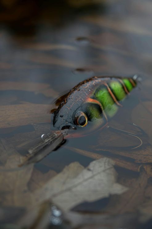A fishing lure is floating on top of a body of water.