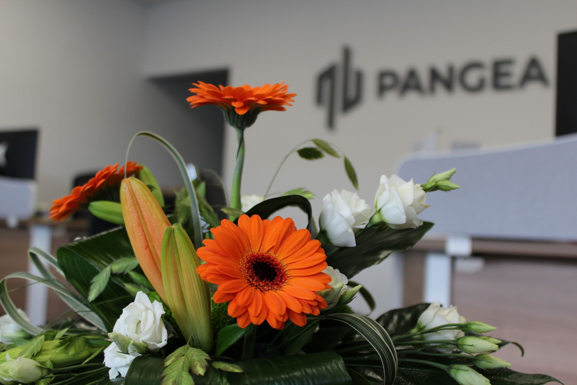 Close up of orange and white flowers in the Pangea Insurance Brokers Private Clients office in Chandlers Ford