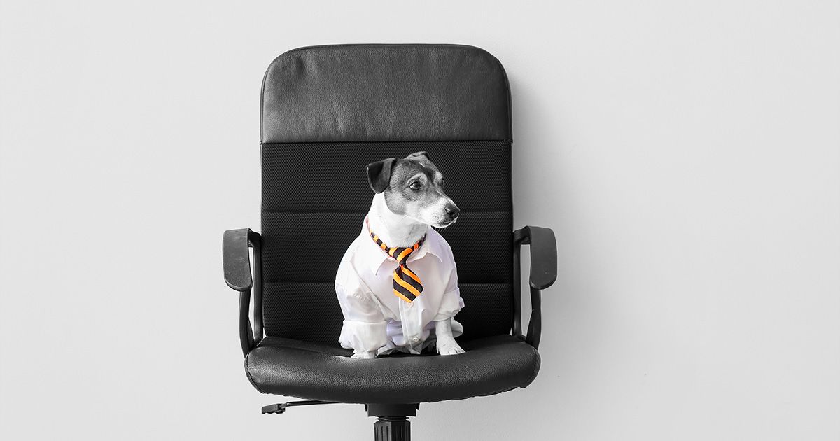 Black and white image with dog sat on Directors chair