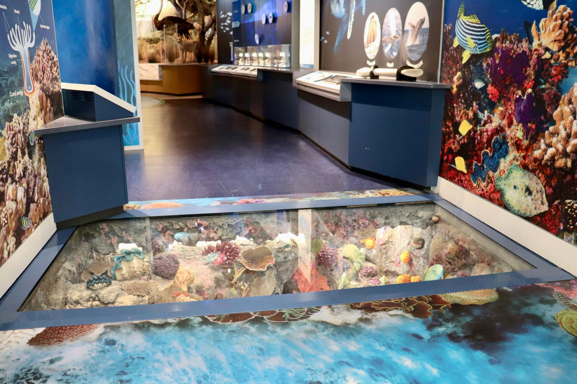 An indoor aquarium exhibit with a glass floor looking down onto a coral reef display, surrounded by educational murals.