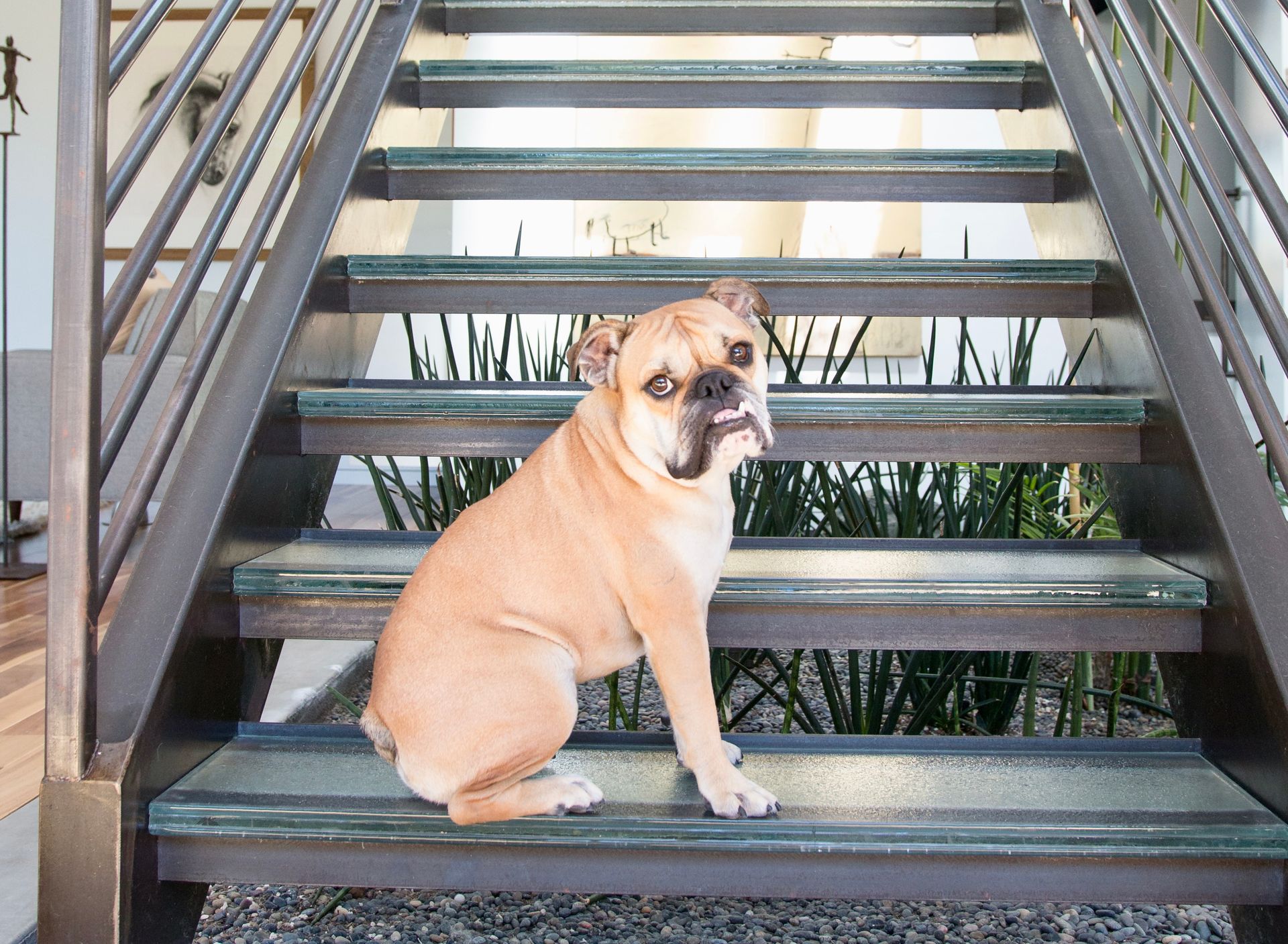 A fawn-colored bulldog sits on the middle step of an indoor metal staircase in front of green plants.