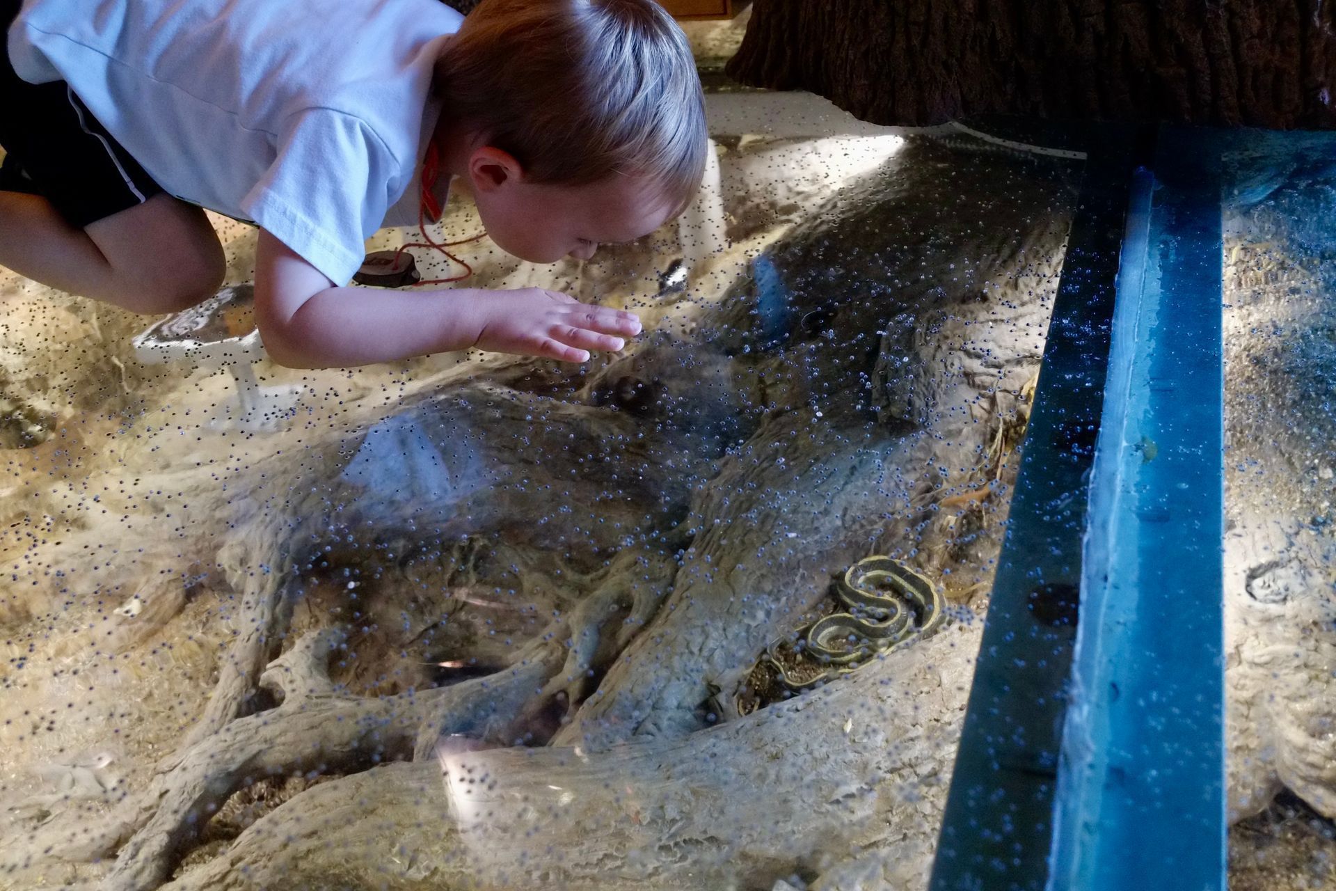 A young boy is looking thru museum glass flooring at a snake in a tank.