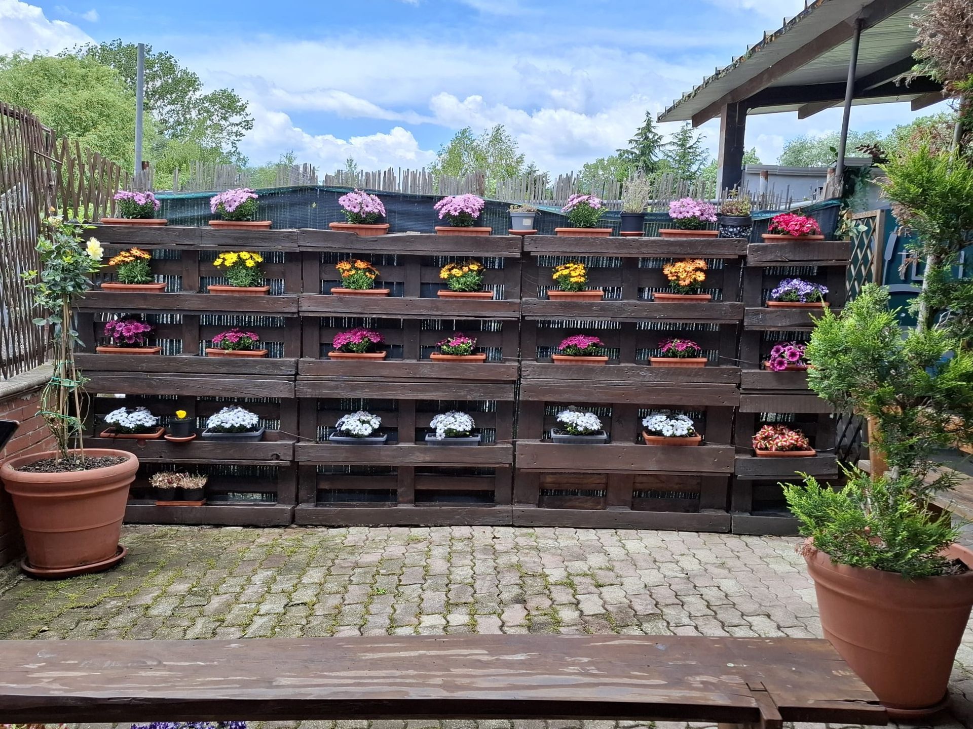 Una struttura a muro realizzata con pallet di legno marrone sostiene file di fiori colorati in vaso su un patio pavimentato con grandi piante in vaso.