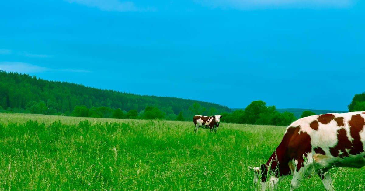Two cows are grazing in a lush green field.