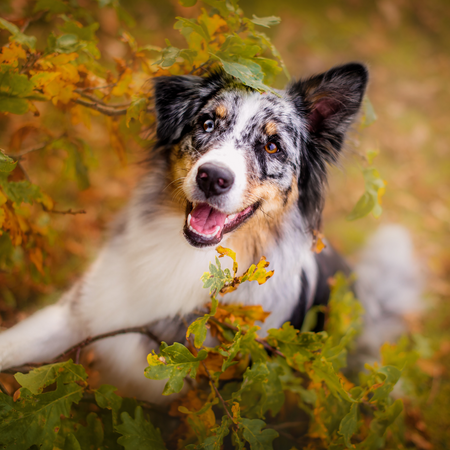 Hondentraining vanuit motivatie van de hond