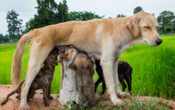 Gehoorzaamheidstraining honden: primaire versterkers zijn een aangeboren basisbehoefte