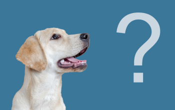 Gehoorzaamheidstraining honden: leerproces is levenslang met invloed op kennis-vaardigheden-gedrag