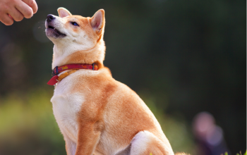 waar jouw hond de beloning krijgt heeft invloed op de effectiviteit van gehoorzaamheidstraining