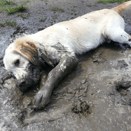 honden natuurlijk gedrag rollen in de modder