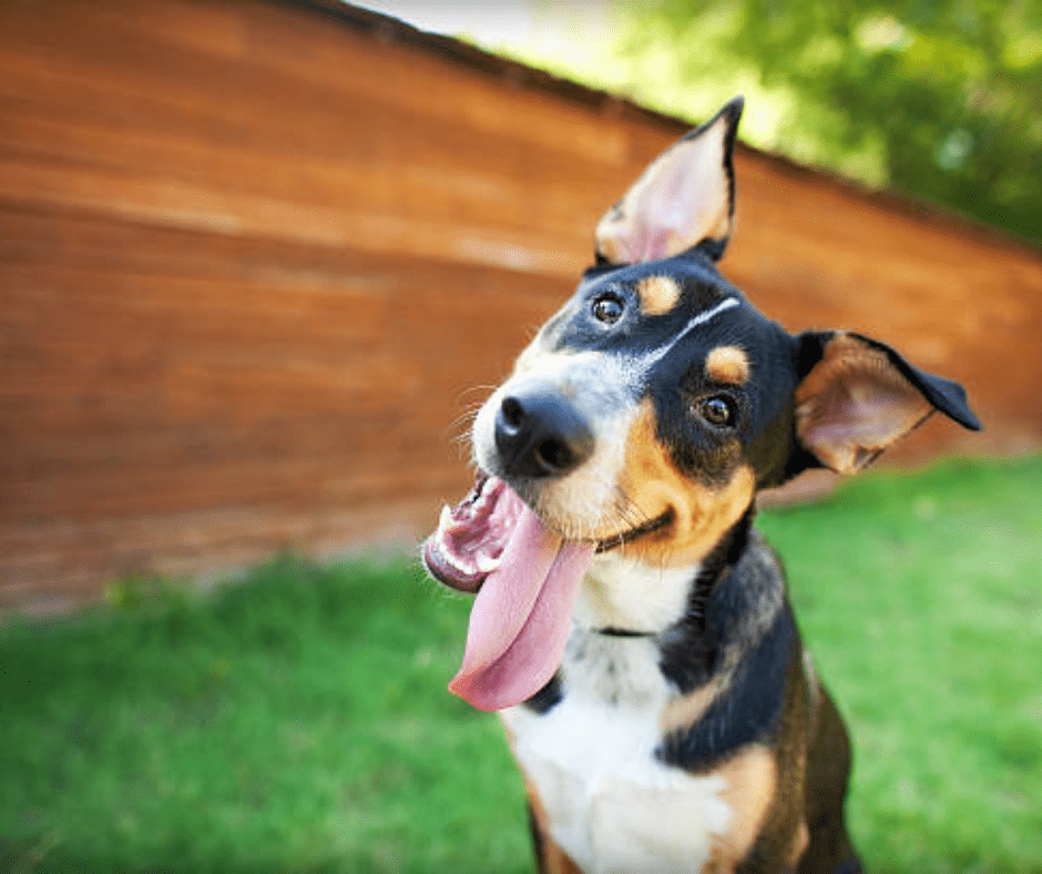 honden emoties vergelijkbaar met peuters