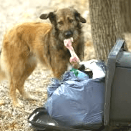 honden natuurlijk gedrag eetbaar afval zoeken