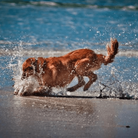 honden spelen en zwemmen in water