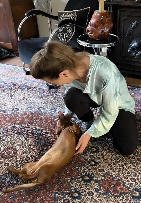 Australian Labradoodle Chico van 7 maanden heeft de interne hondentraining bij holistisch hondencoach gevolgd