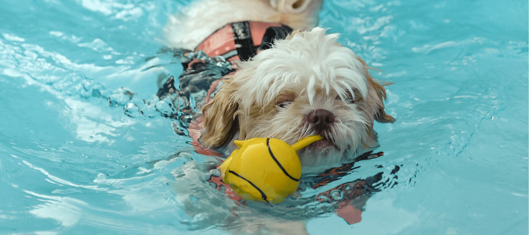 kleine hond met zwemvest