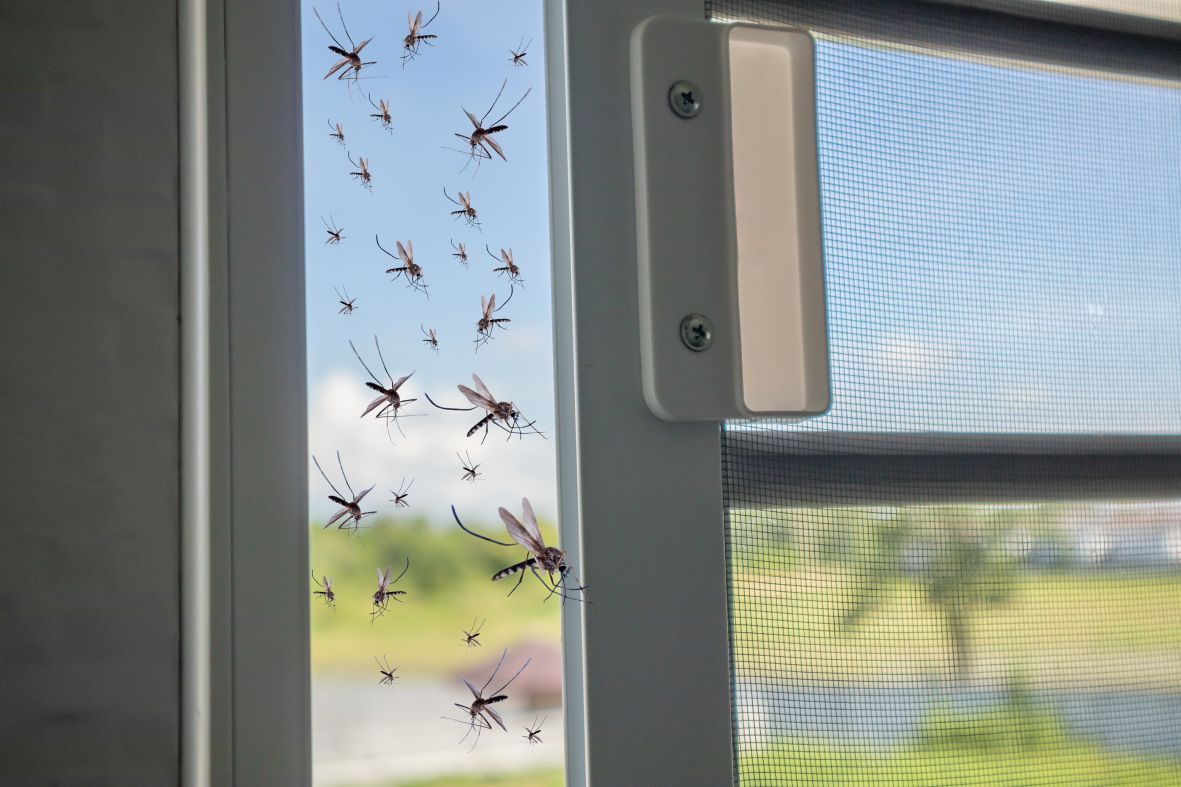 Flock of insects on a window, some near the glass, some on the screen. Blue sky, green landscape visible.