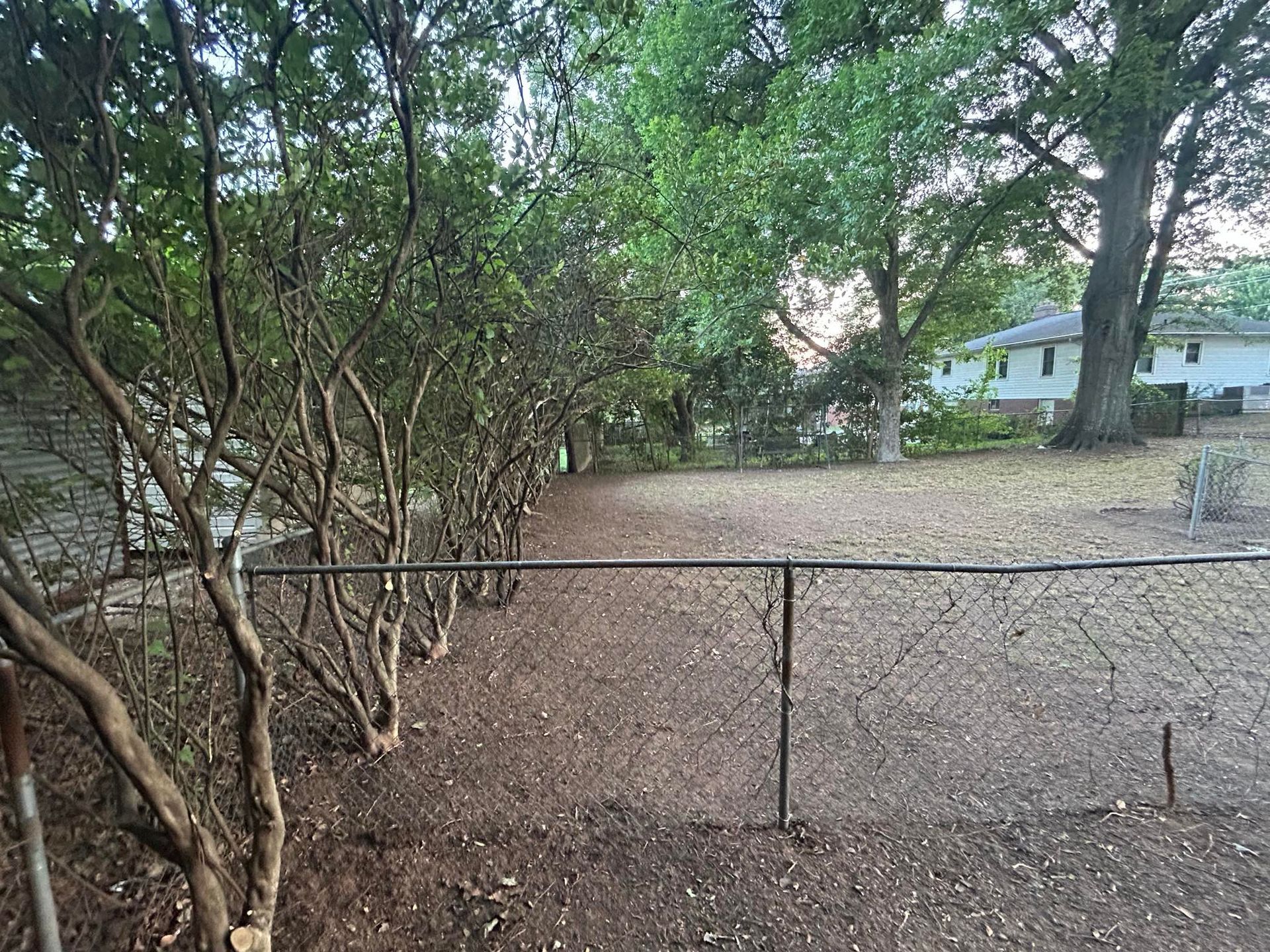 A chain-link fence borders a row of leafless bushes in a yard. Houses and trees are in the background.