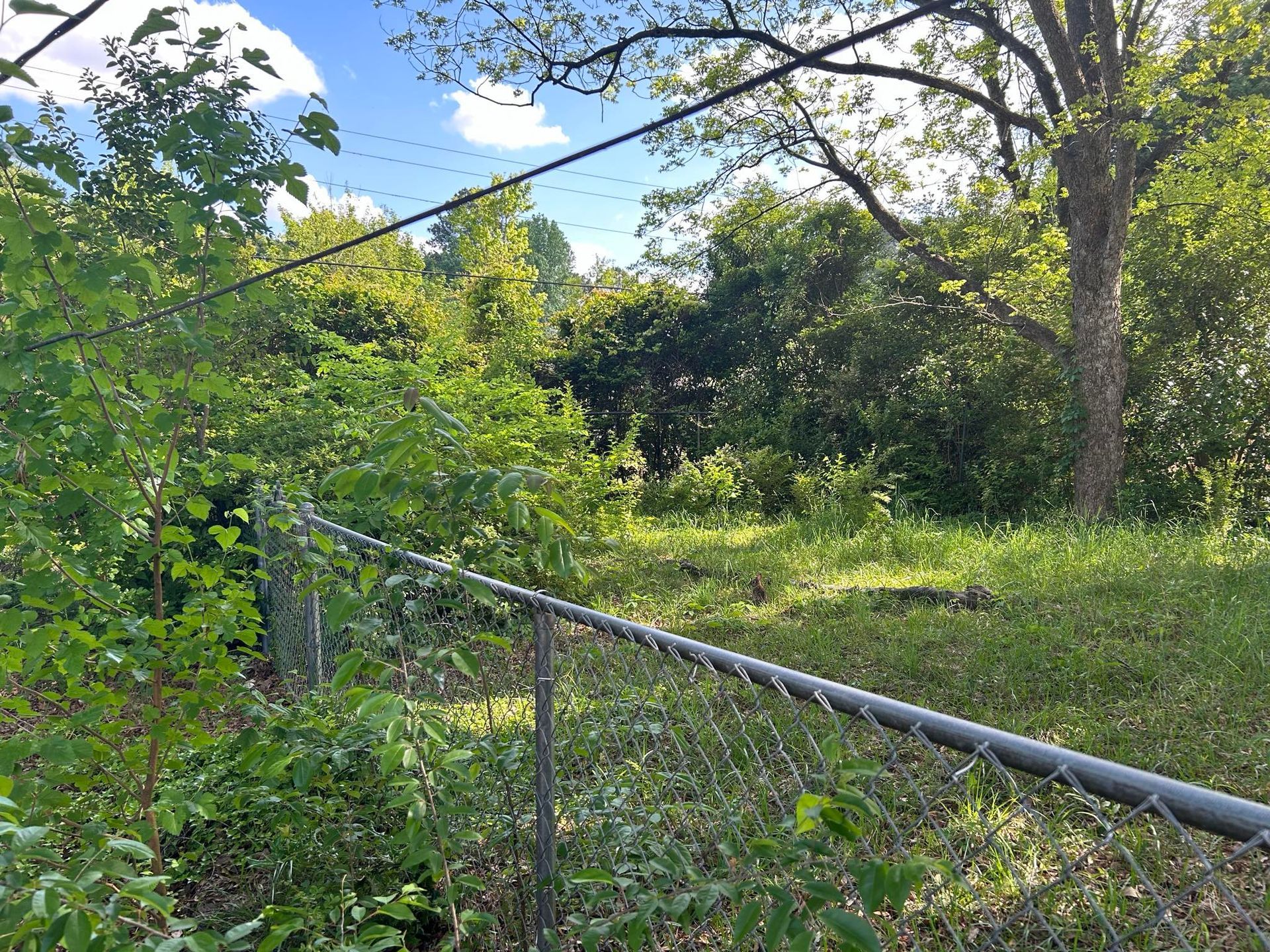 Chain-link fence borders overgrown yard with trees and bushes under a bright sky.