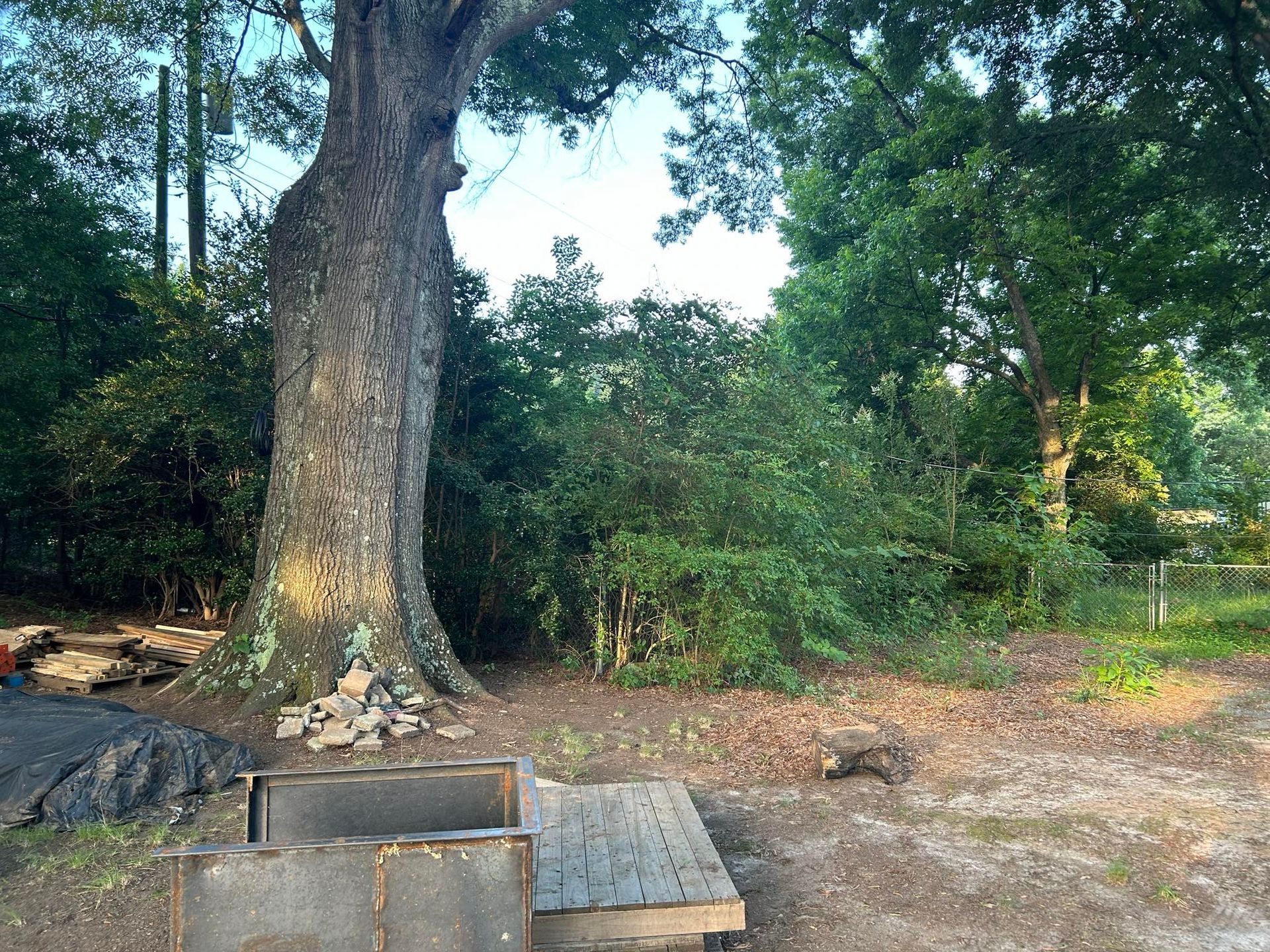 Large tree in a yard with a wooden platform and overgrown bushes. Sunny day.