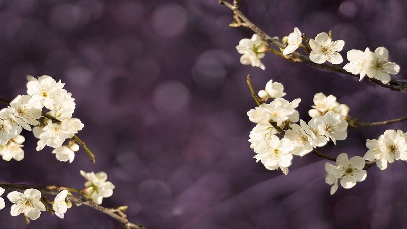 direct cremation Midwest City