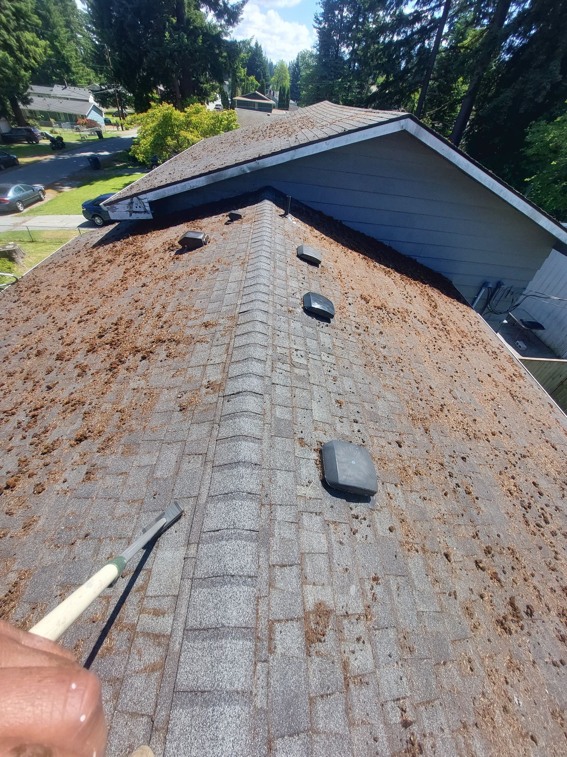 Roof covered in brown debris; a hand holds a scraper.