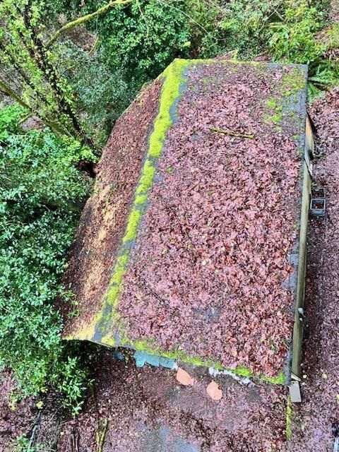 Overhead view of a roof covered in brown leaves and green moss, surrounded by green foliage.