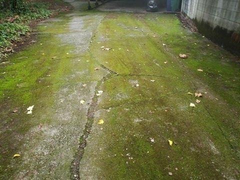 Moss-covered driveway with cracks, leading to a garage and a building on the right. Green and gray colors.
