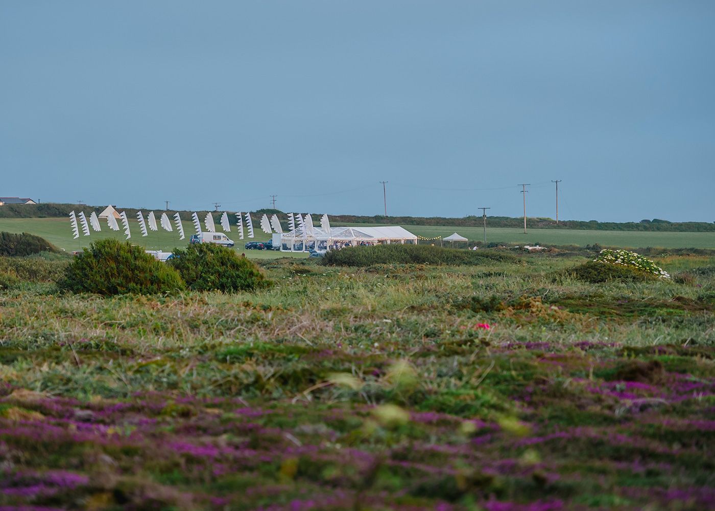 A field of purple flowers with a white tent in the background.