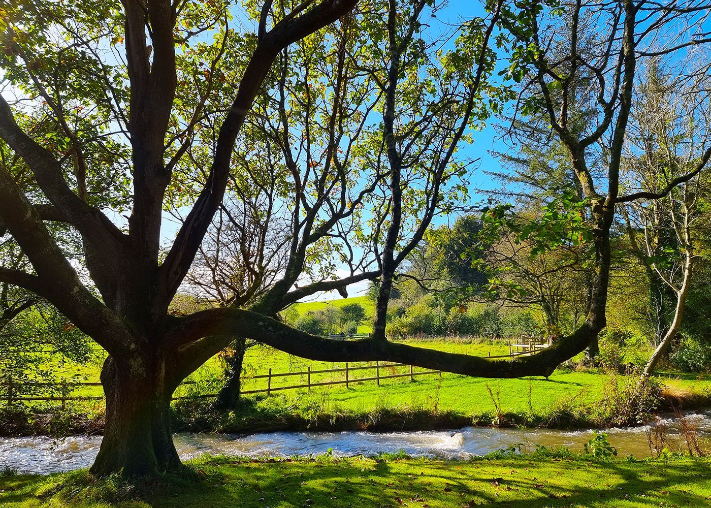 A tree in a field with a river in the background
