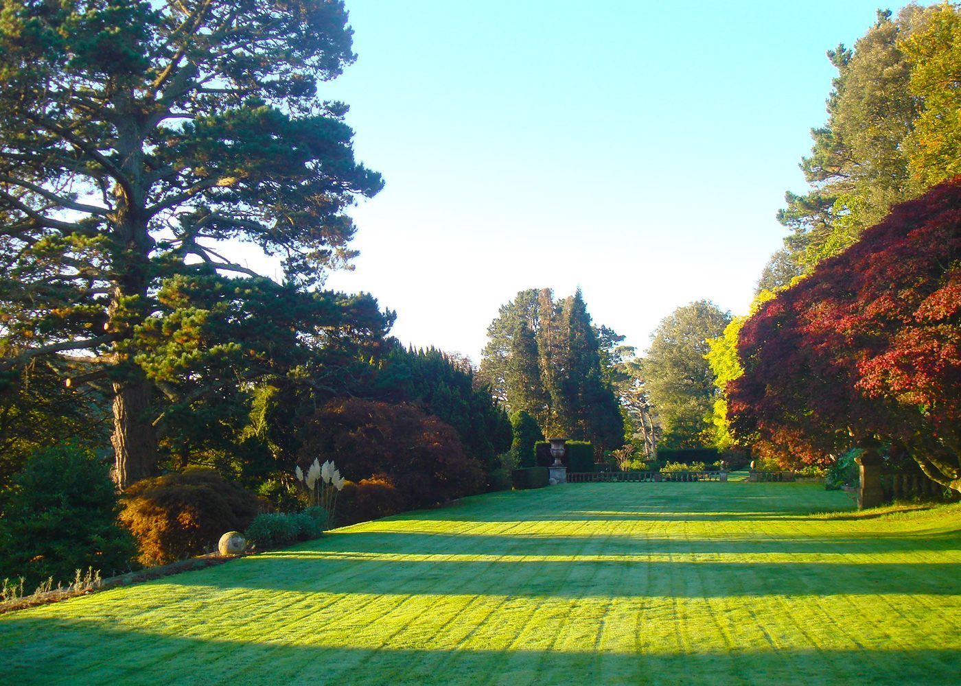 A lush green field surrounded by trees on a sunny day