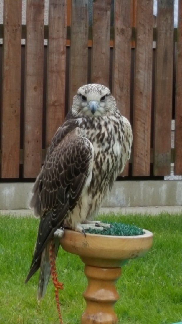 Falcon sitting on a perch