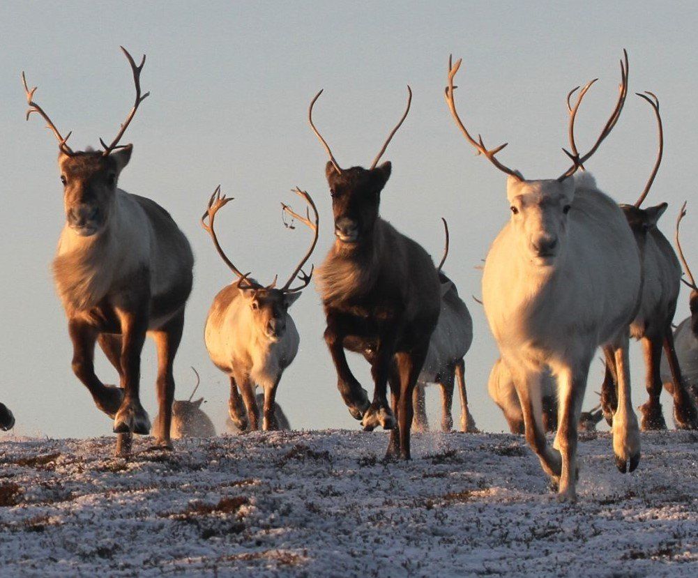 Reindeer running through a snowy field