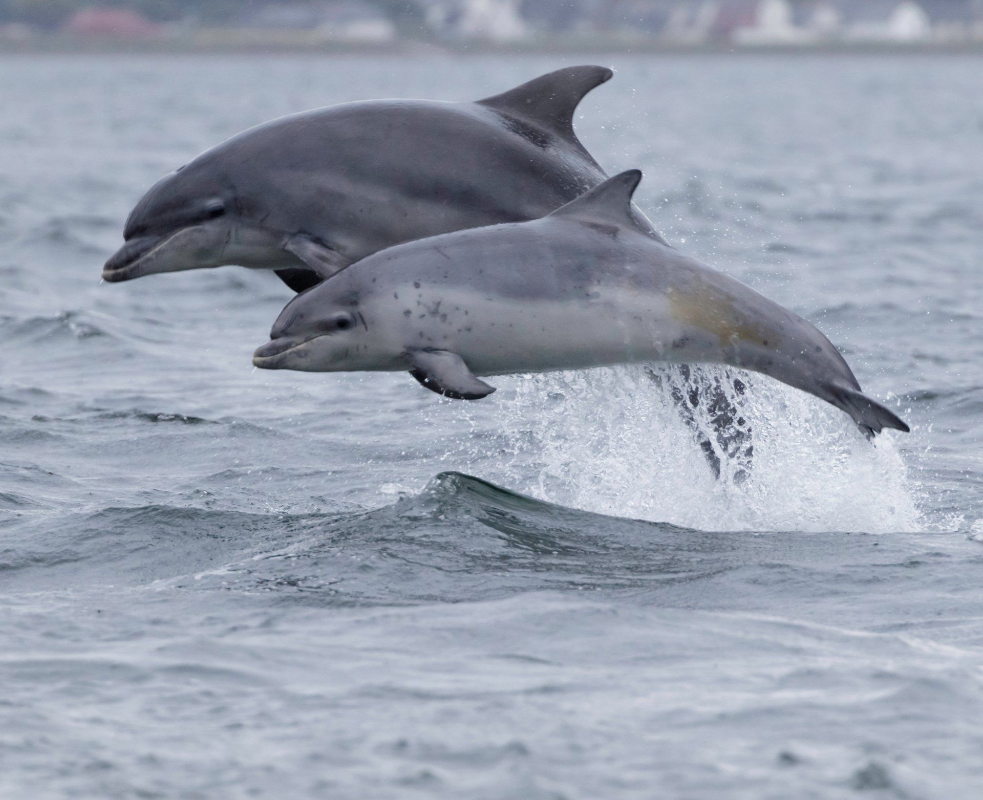 Two dolphins jumping out the water
