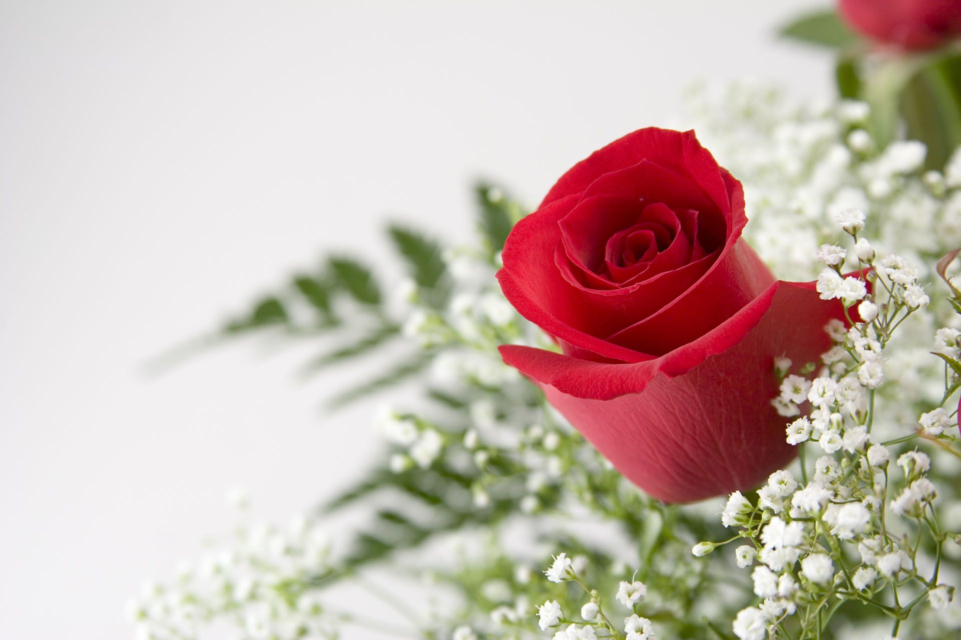 A red rose is surrounded by baby 's breath on a white background.
