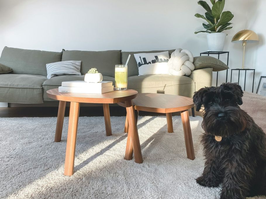 Living room with gray sofa, wooden coffee tables, plant, and a black dog on the carpet