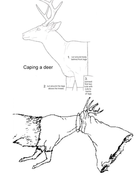 Caping a deer