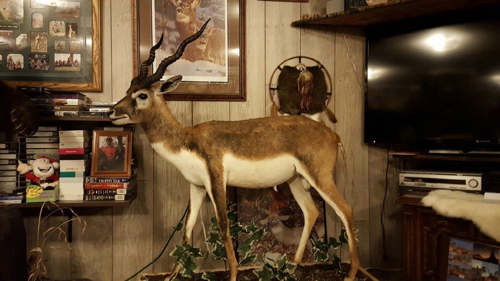Tony's Taxidermy