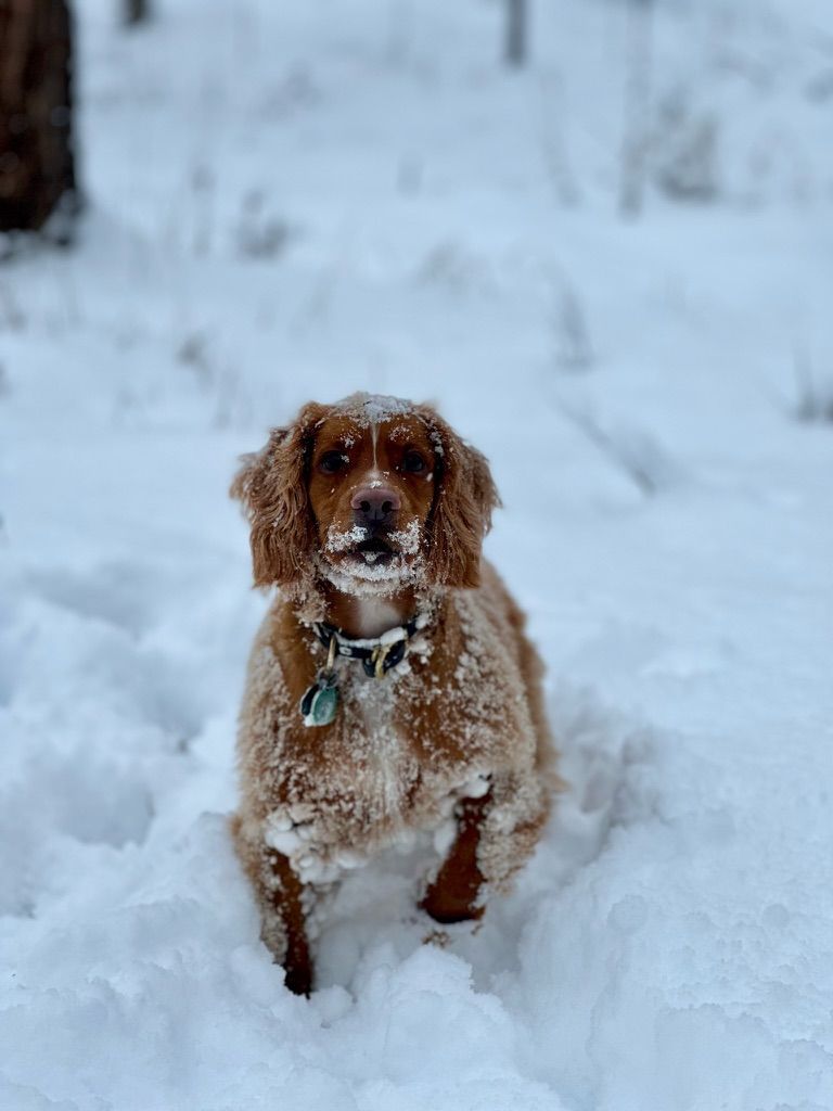 Brown Cocker Spaniel covered in snow, sitting in a snowy forest.