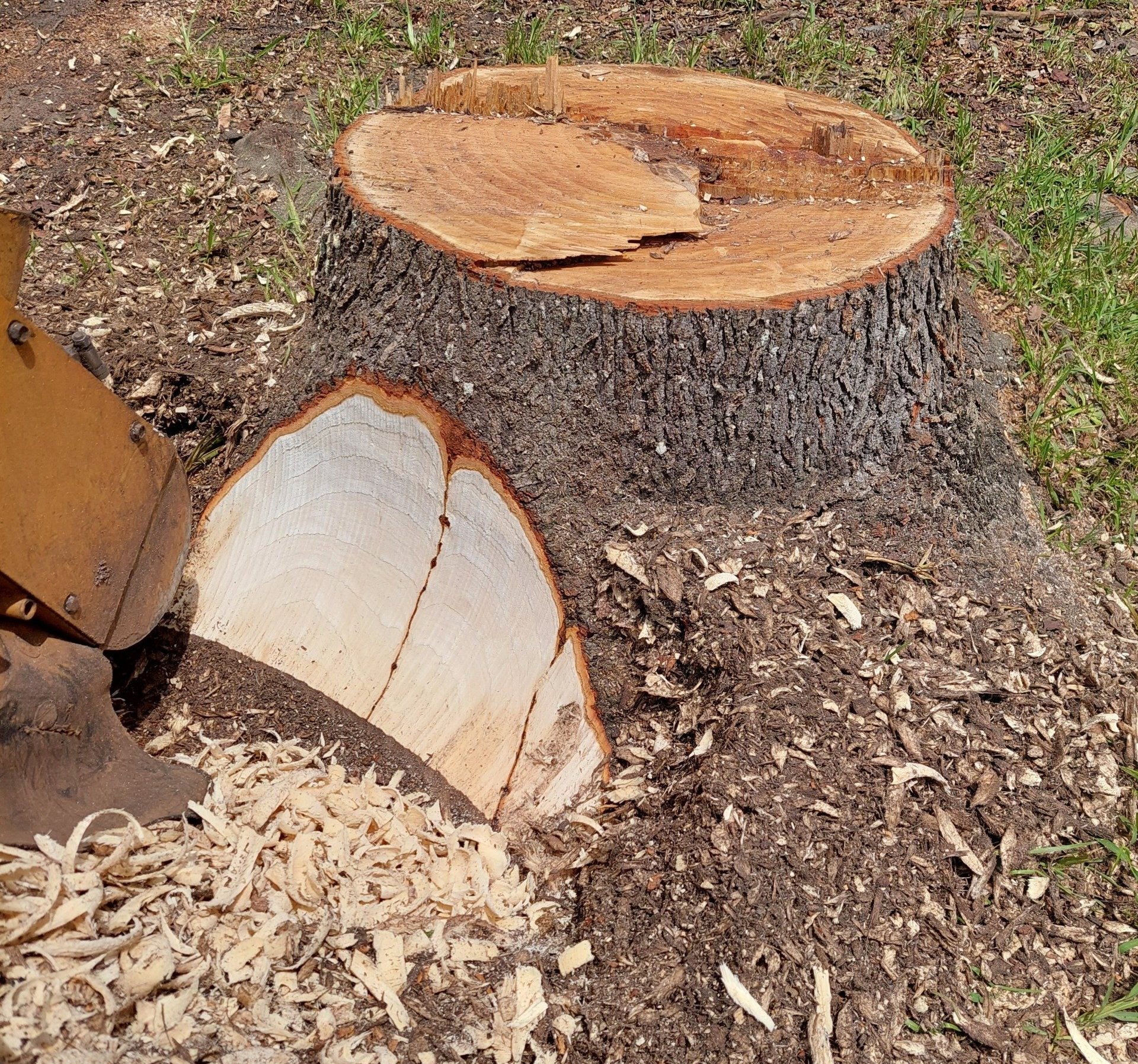 Fallen Tree Stump Grinding — Pensacola, FL — Max Granger Stump Grinding