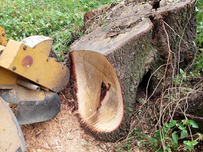Tree Stump Grinding — Pensacola, FL — Max Granger Stump Grinding