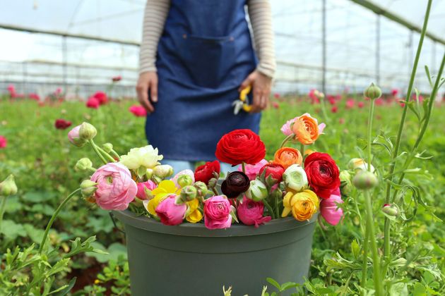 fiori vendita all'ingrosso