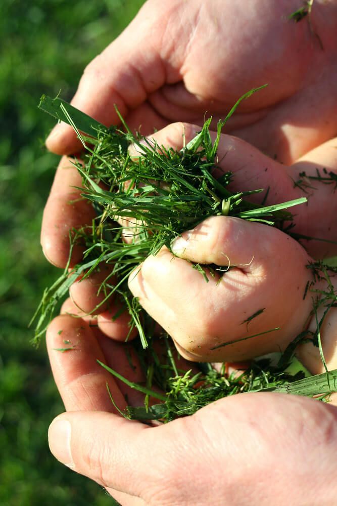 A parent holding the hands of a child with a handful of grass free of toxic pesticides.