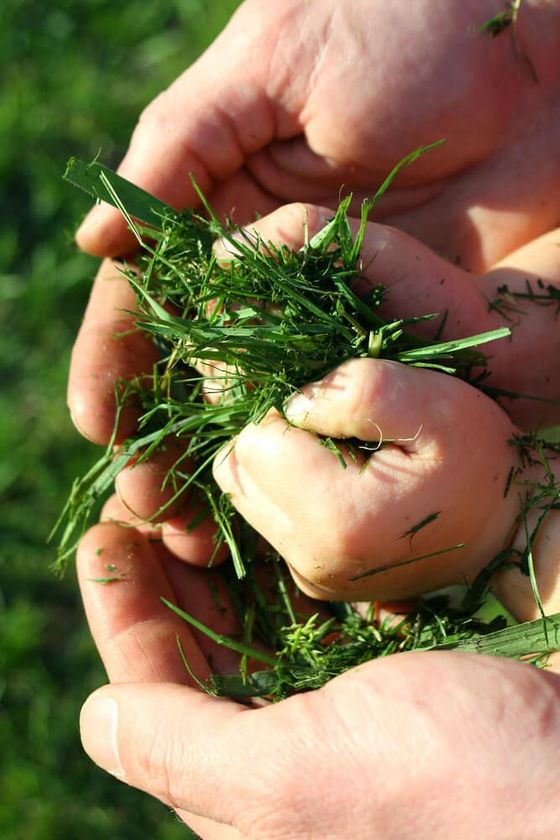 Adult hands holding a child's hands that are grasping a handful of grass