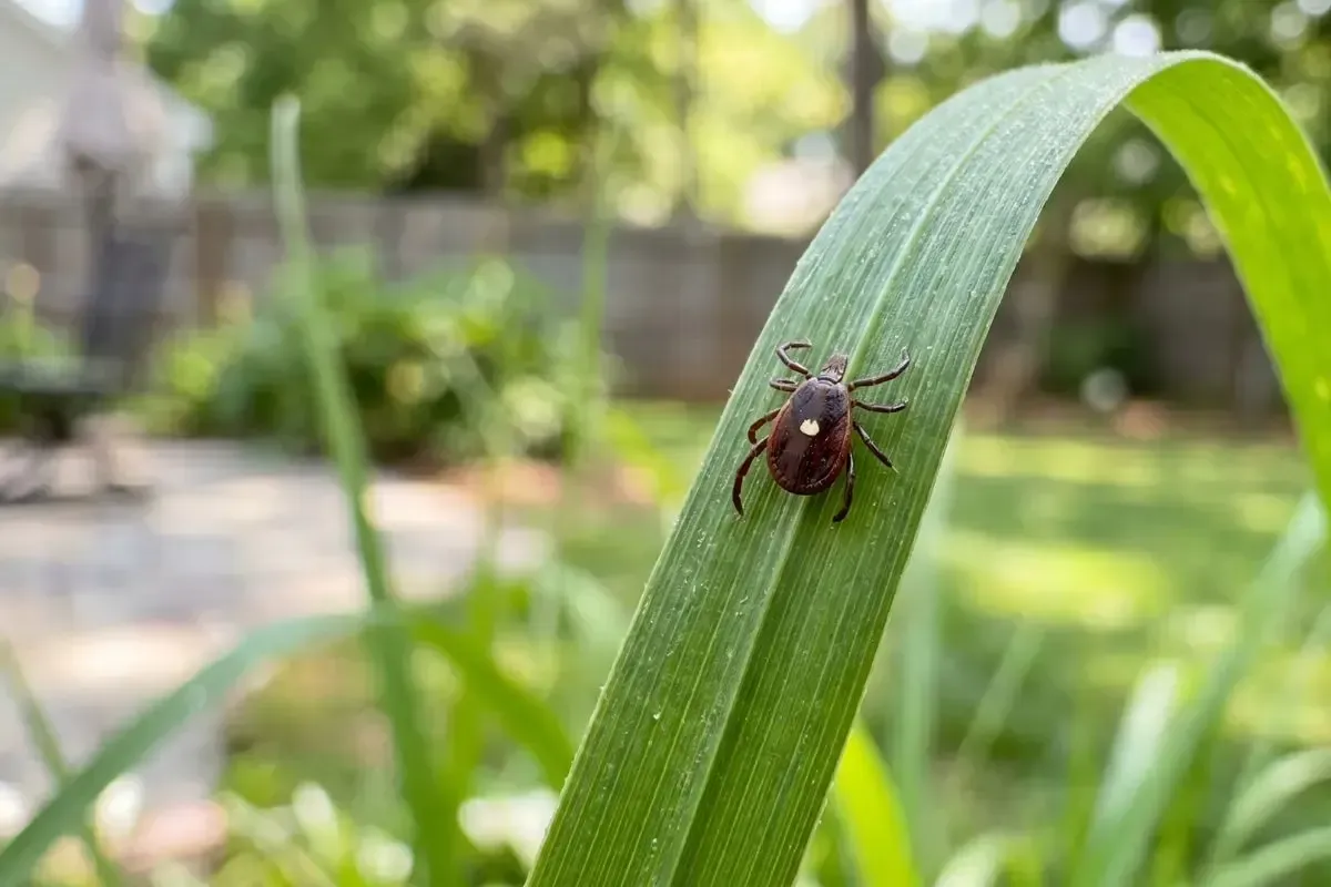 a lone star tick on a blade of grass