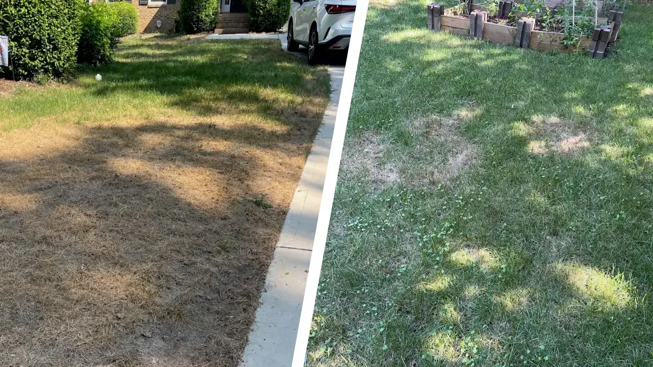 Armyworm damage vs. brown patch damage on lawn