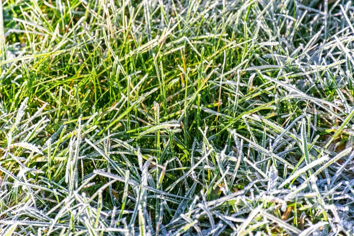Frozen grass in february