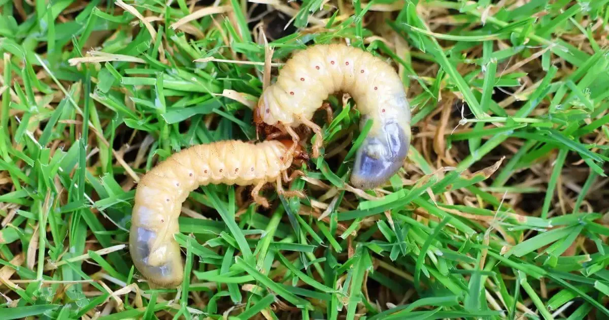 Grubs on lawn